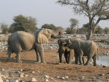 Sdliches Afrika, Namibia: Elefanten am Wasserloch