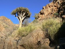 Sdliches Afrika, Namibia: Kcherbaum in Felslandschaft
