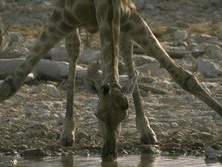 Sdliches Afrika, Namibia: Trinkende Giraffe