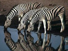 Sdliches Afrika, Namibia: Zebras am Wasserloch